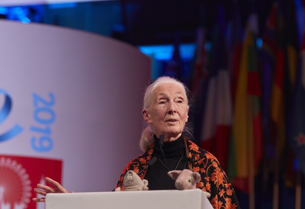 Dr Jane Goodall DBE